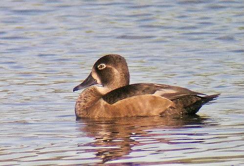 Ring-neck Duck - juvenile by Len Blumin is licensed under CC BY-NC-ND 2.0